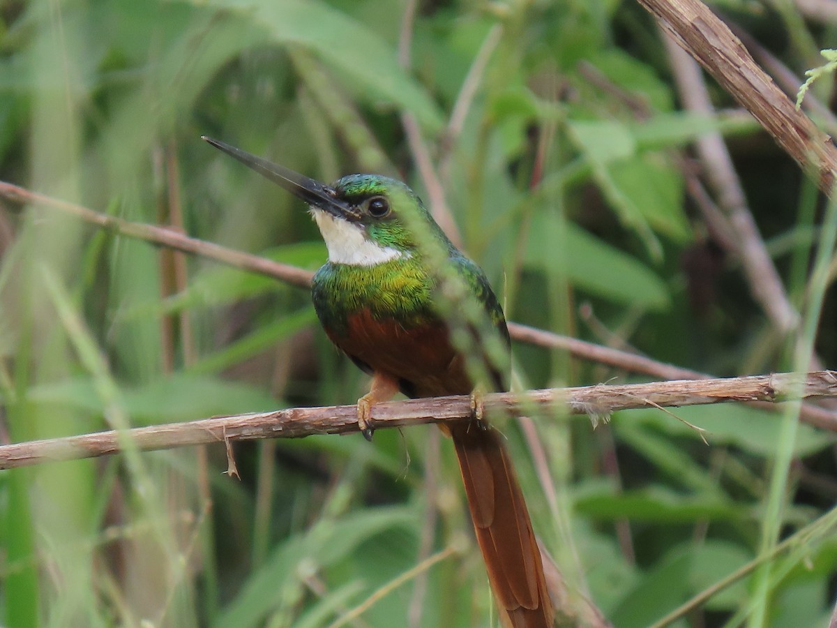Rufous-tailed Jacamar - ML303899921