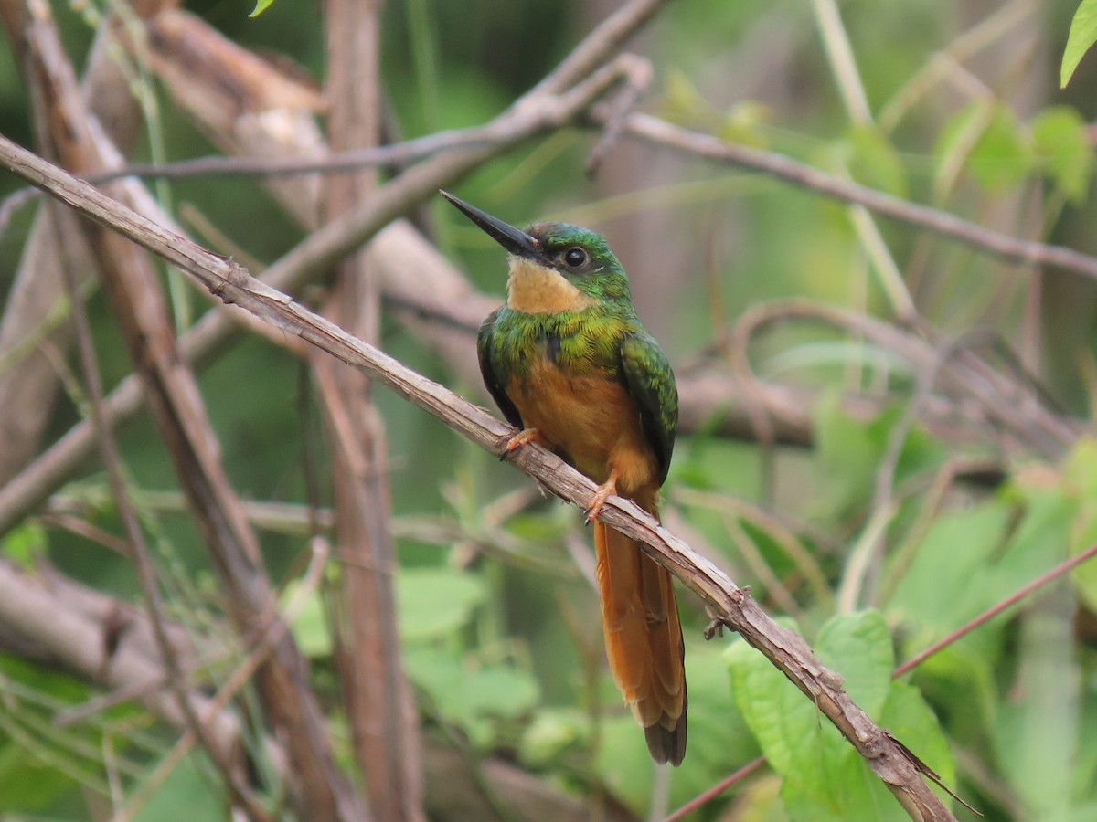 Rufous-tailed Jacamar - ML303899991