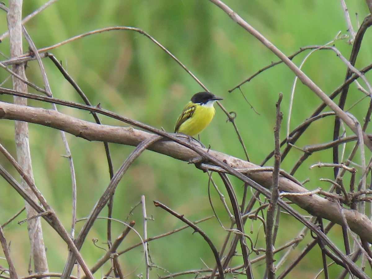 Black-headed Tody-Flycatcher - ML303900131