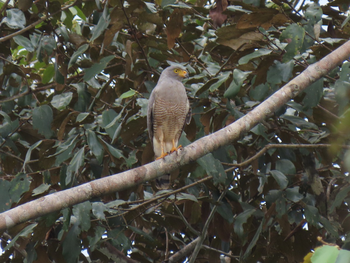 Roadside Hawk - ML303900311