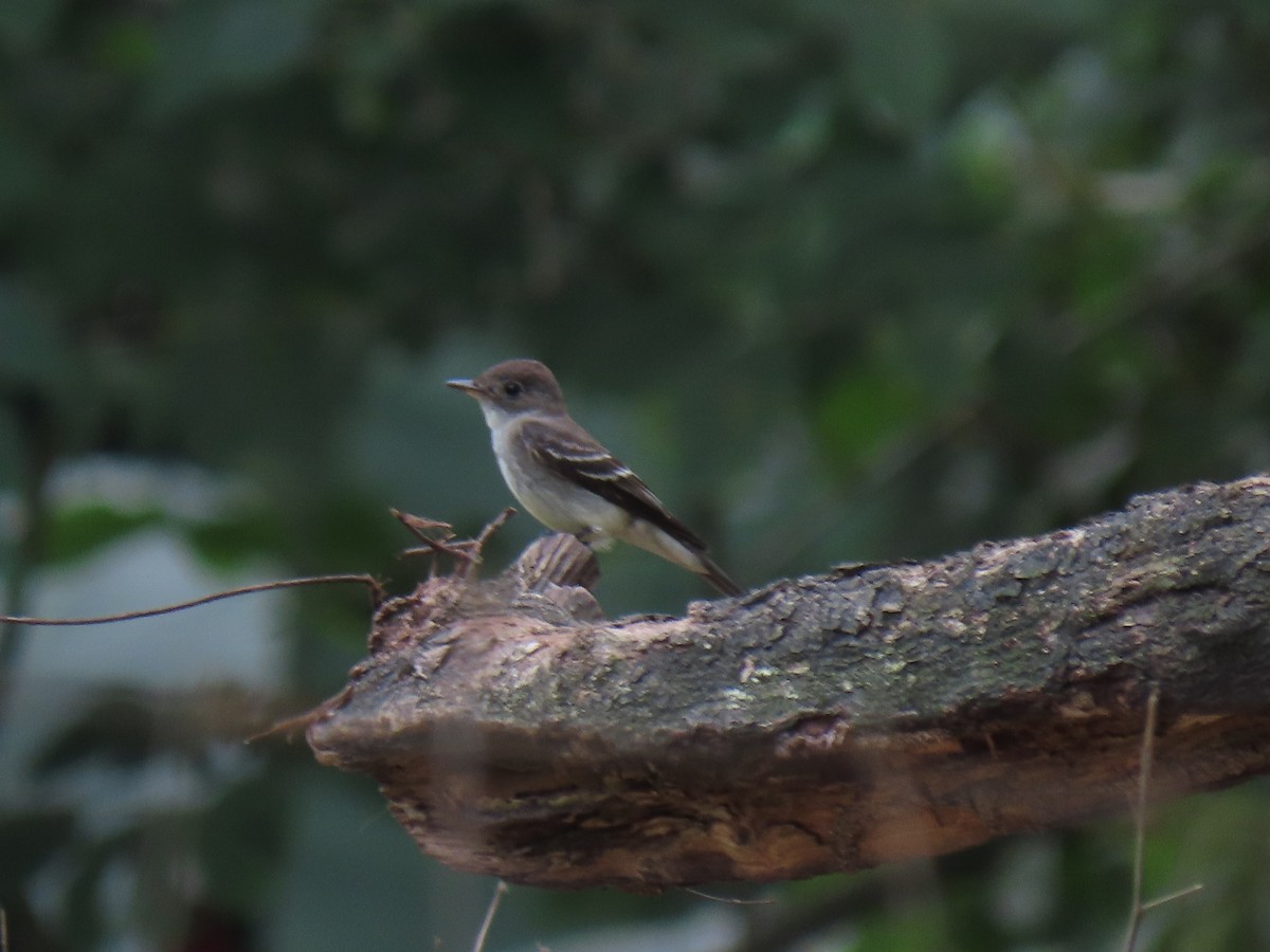 Northern Tropical Pewee - ML303900471