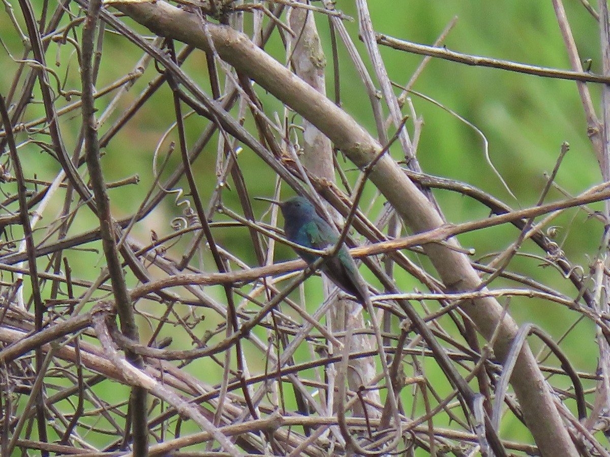 Sapphire-throated Hummingbird - ML303901041
