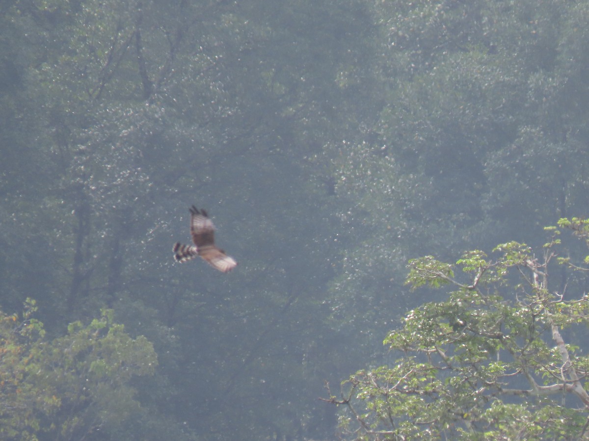 Long-winged Harrier - ML303903831