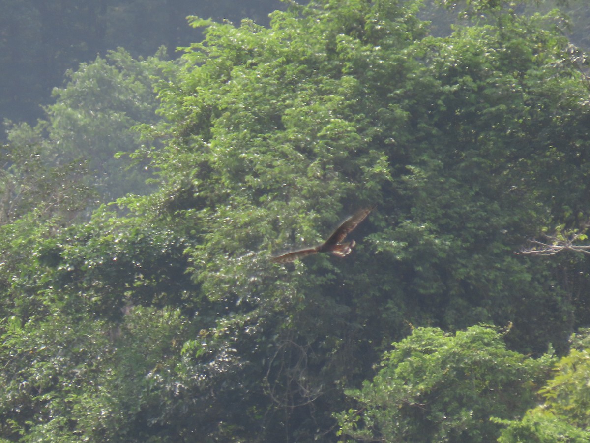 Long-winged Harrier - ML303904041