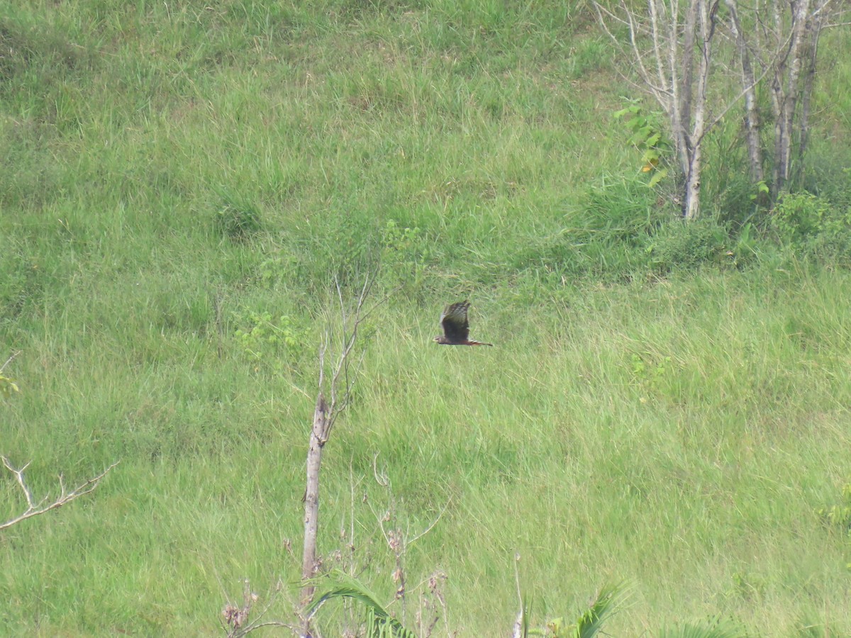 Long-winged Harrier - ML303904271