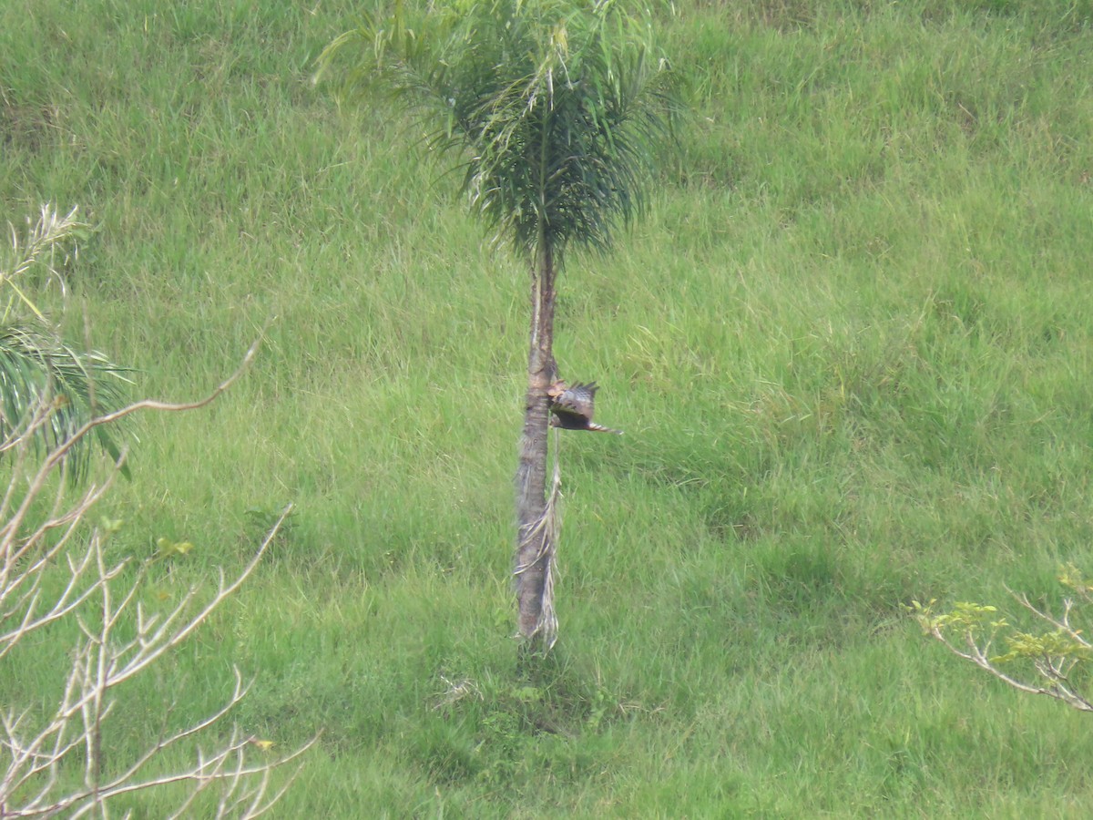 Long-winged Harrier - ML303904541