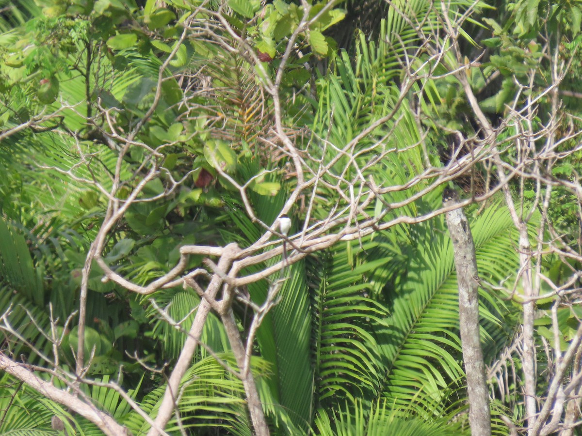 Fork-tailed Flycatcher - ML303904791