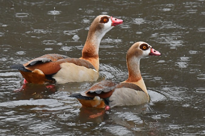 Egyptian Goose - ML303904911