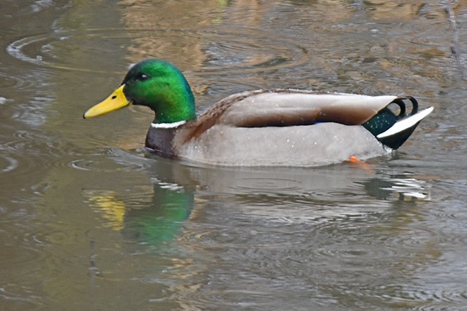 Зэрлэг нугас - ML303904971