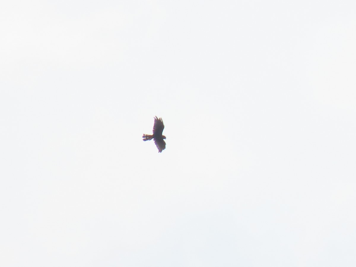 Long-winged Harrier - ML303905431