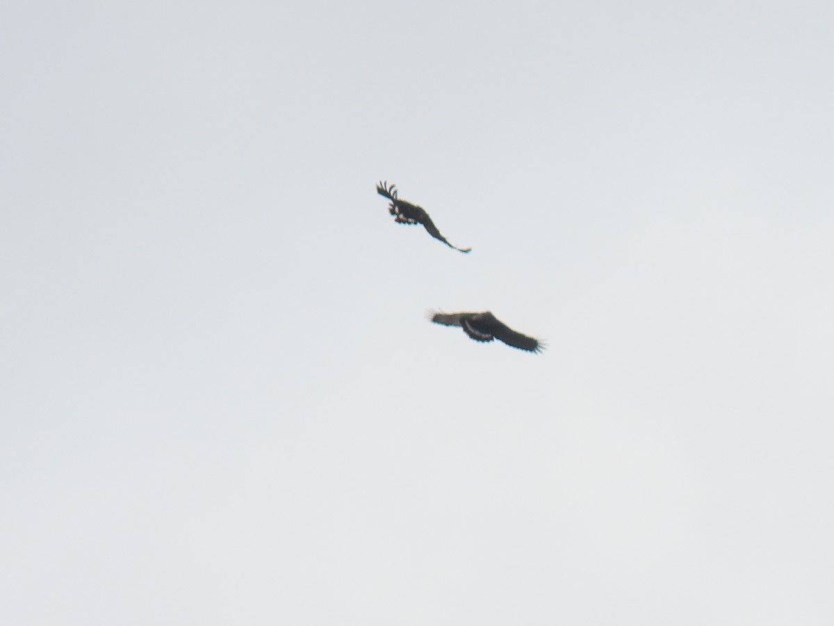 Common Black Hawk - ML303905601