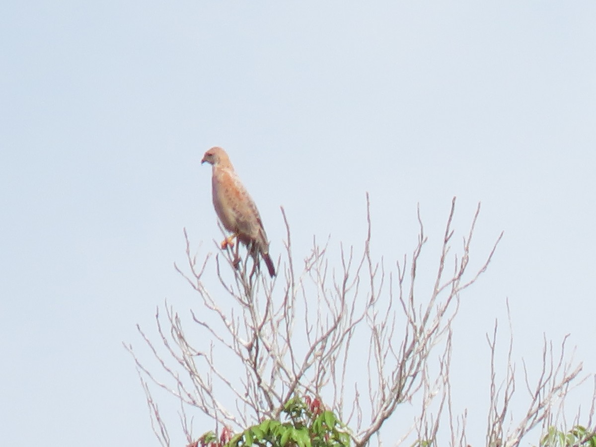 Savanna Hawk - ML303905701