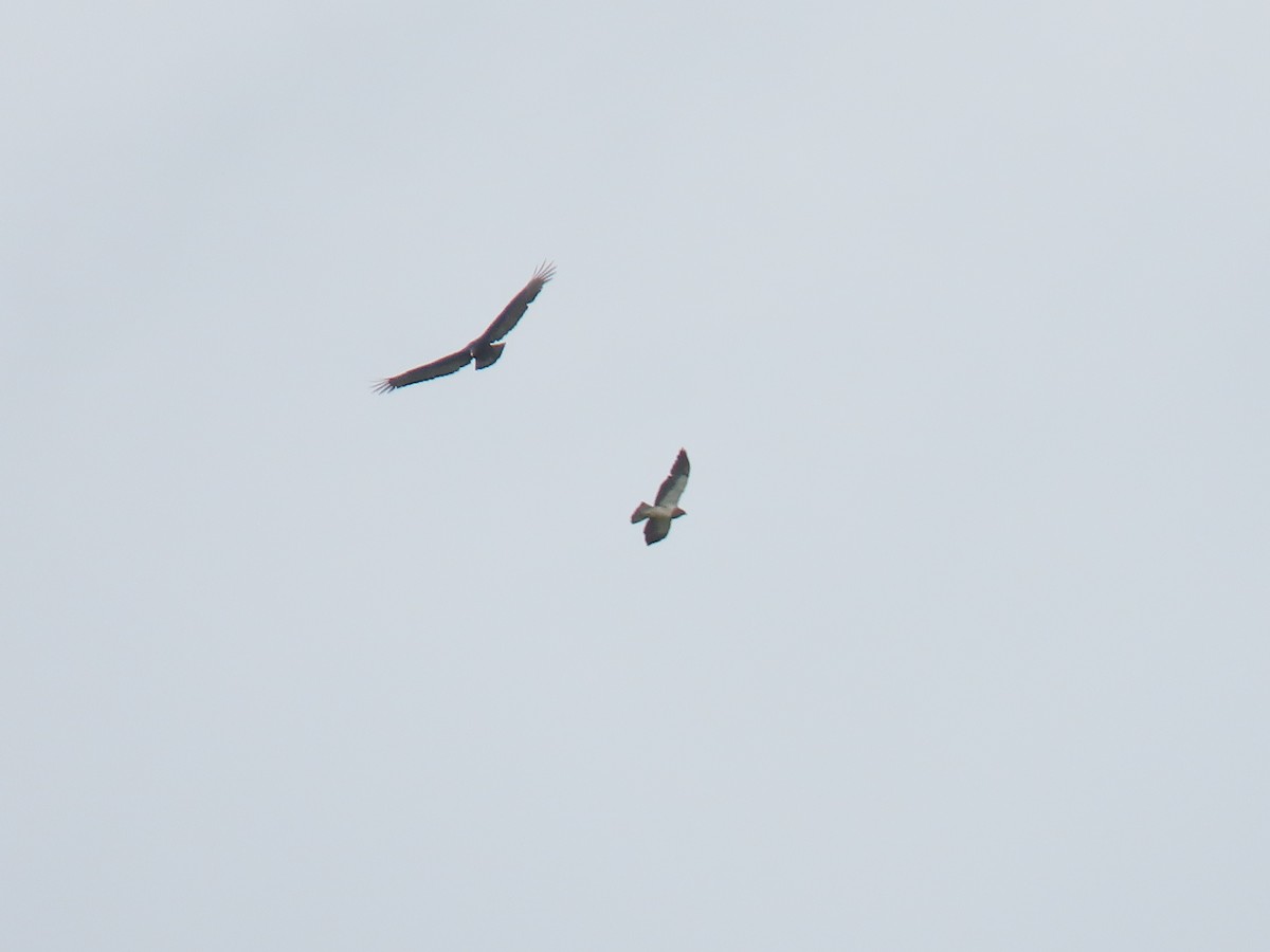 Swainson's Hawk - ML303906021