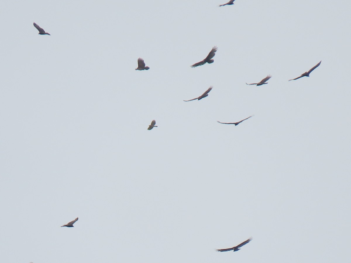 Turkey Vulture - ML303906141