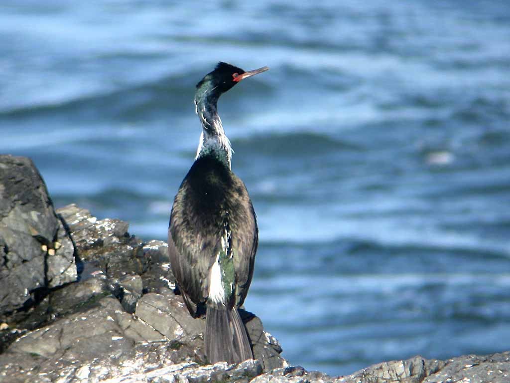 Pelagic Cormorant - ML30390621