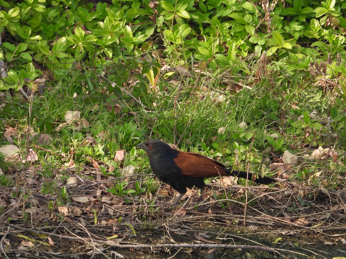 Grand Coucal - ML303906811