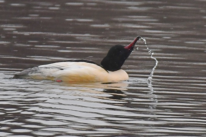 Common Merganser - ML303906941