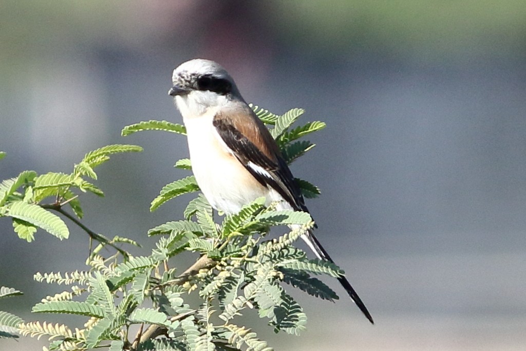 Bay-backed Shrike - ML303907001