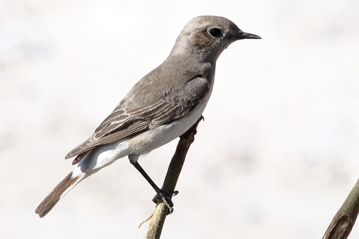 Variable Wheatear - Ains Priestman