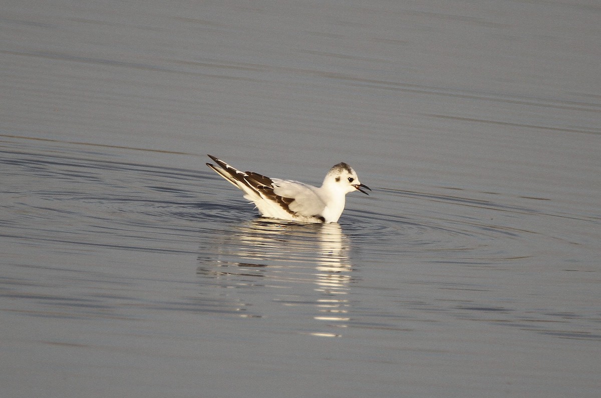 Little Gull - ML303914361
