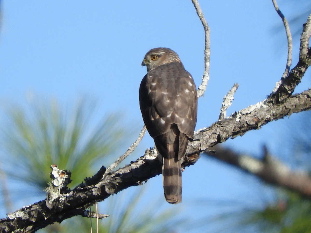 Sharp-shinned Hawk - ML303914671