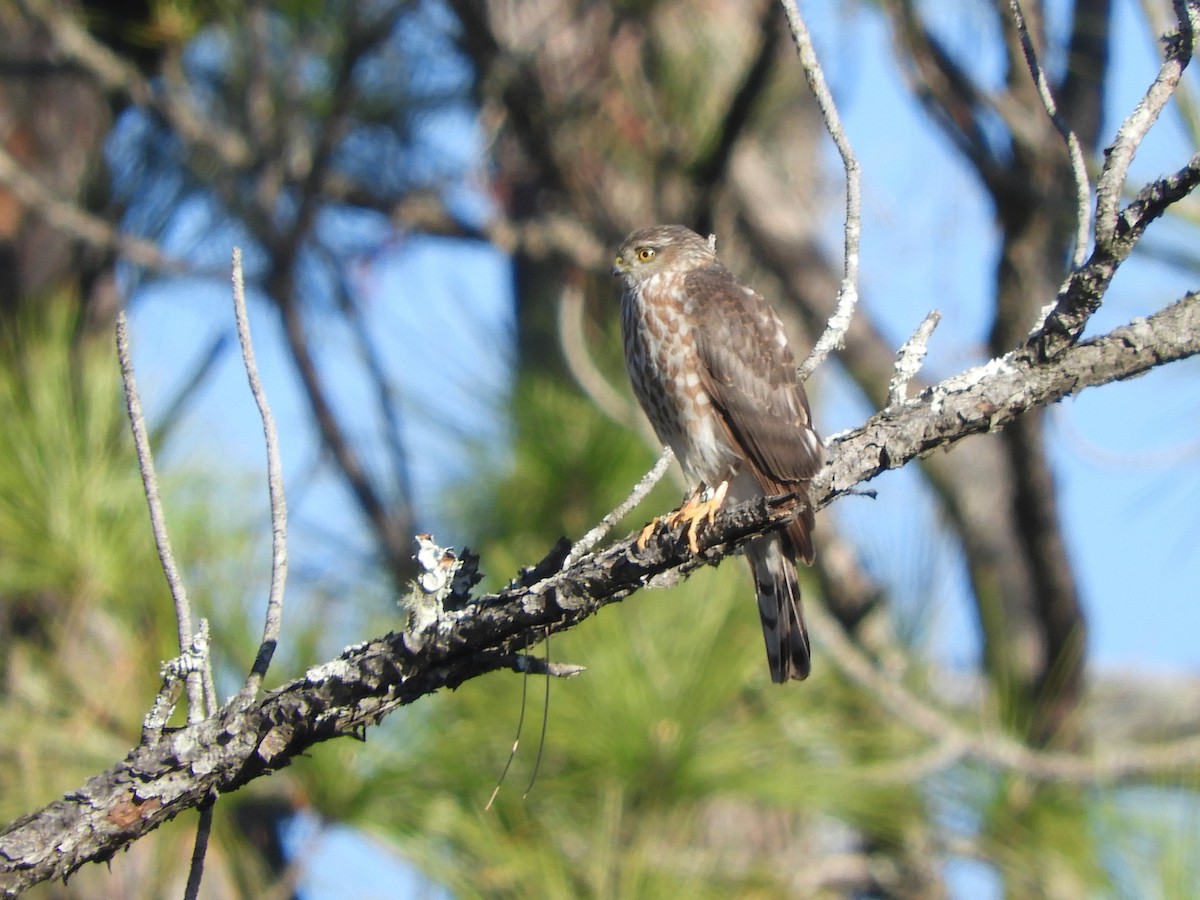 Sharp-shinned Hawk - ML303914701