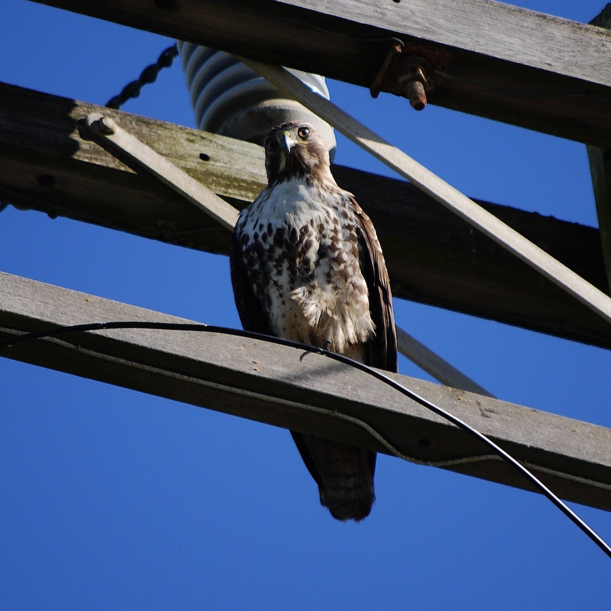 Red-tailed Hawk - ML303914801