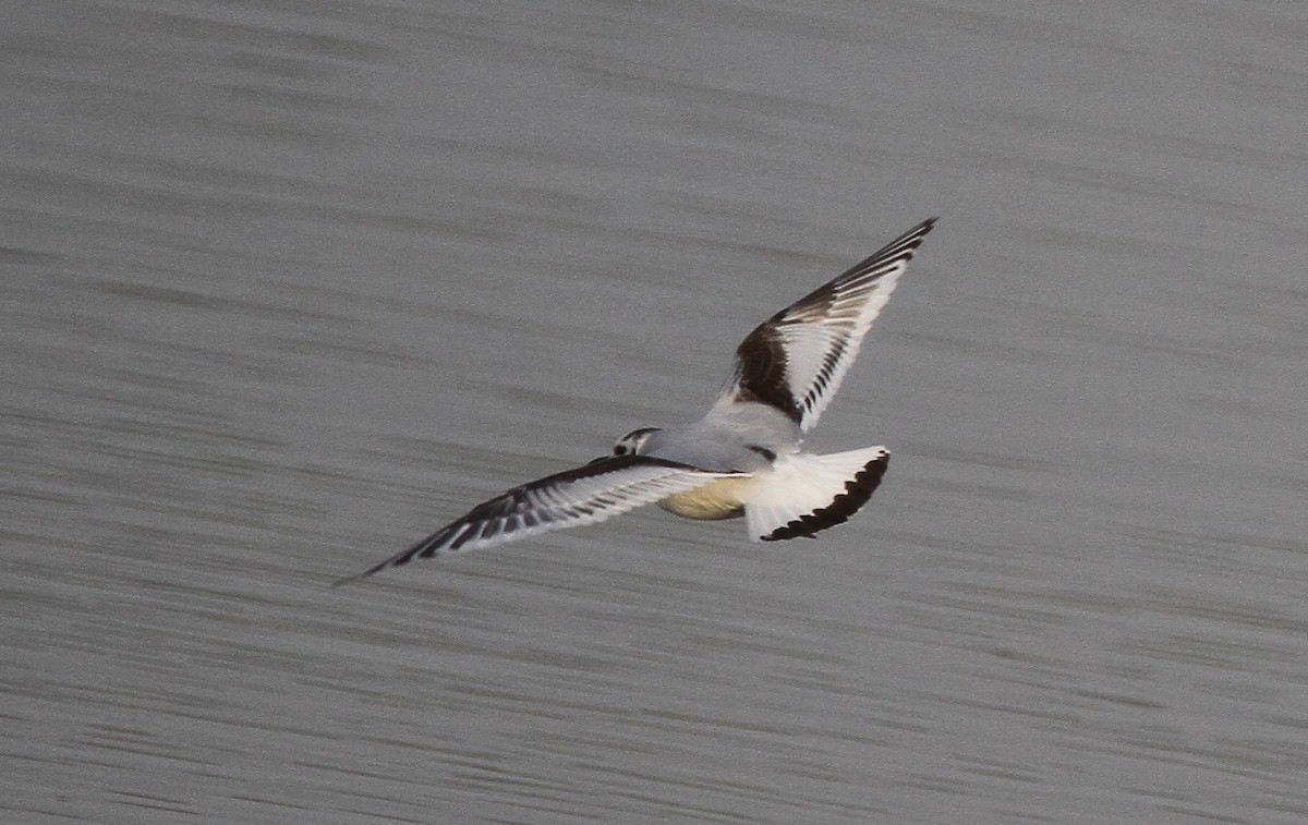 Little Gull - ML303914811