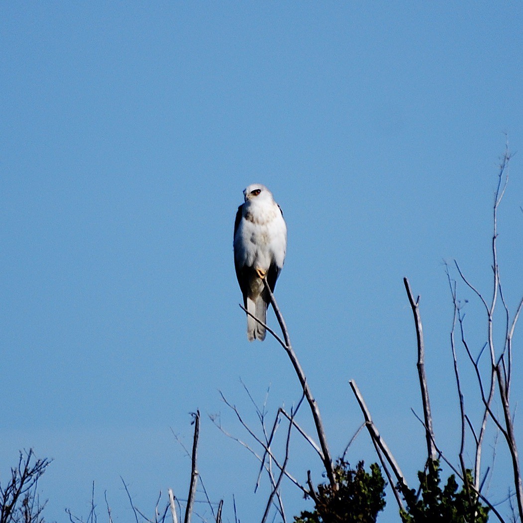 White-tailed Kite - ML303914821