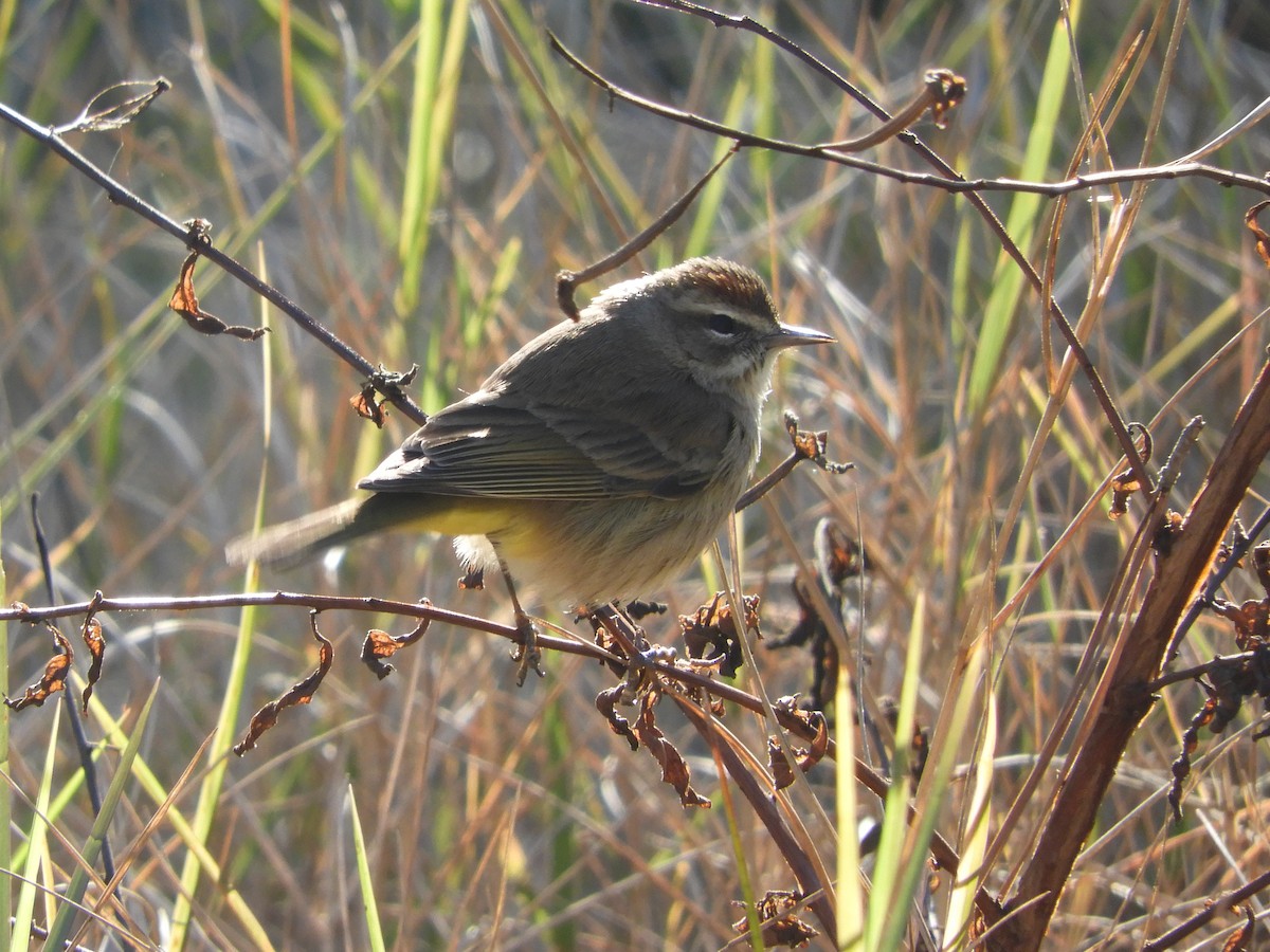 Palm Warbler - ML303914951