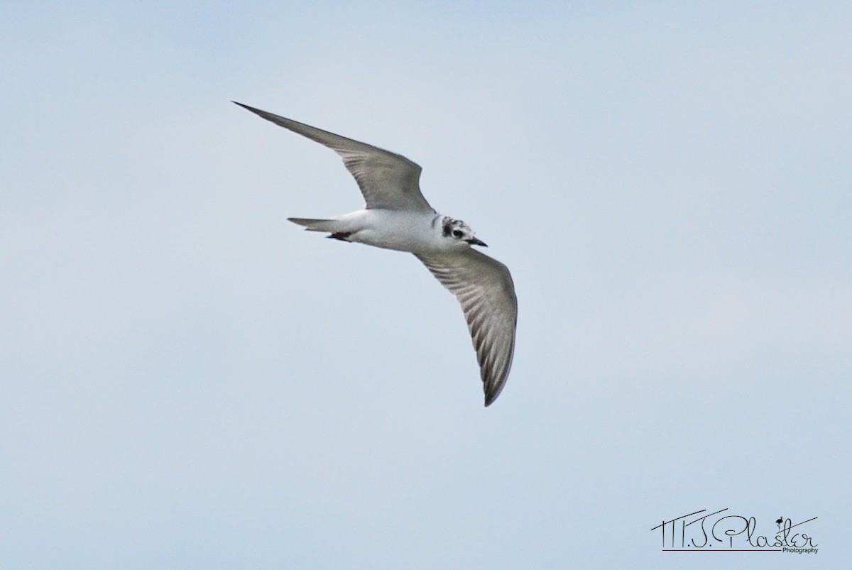 Whiskered Tern - ML303915491