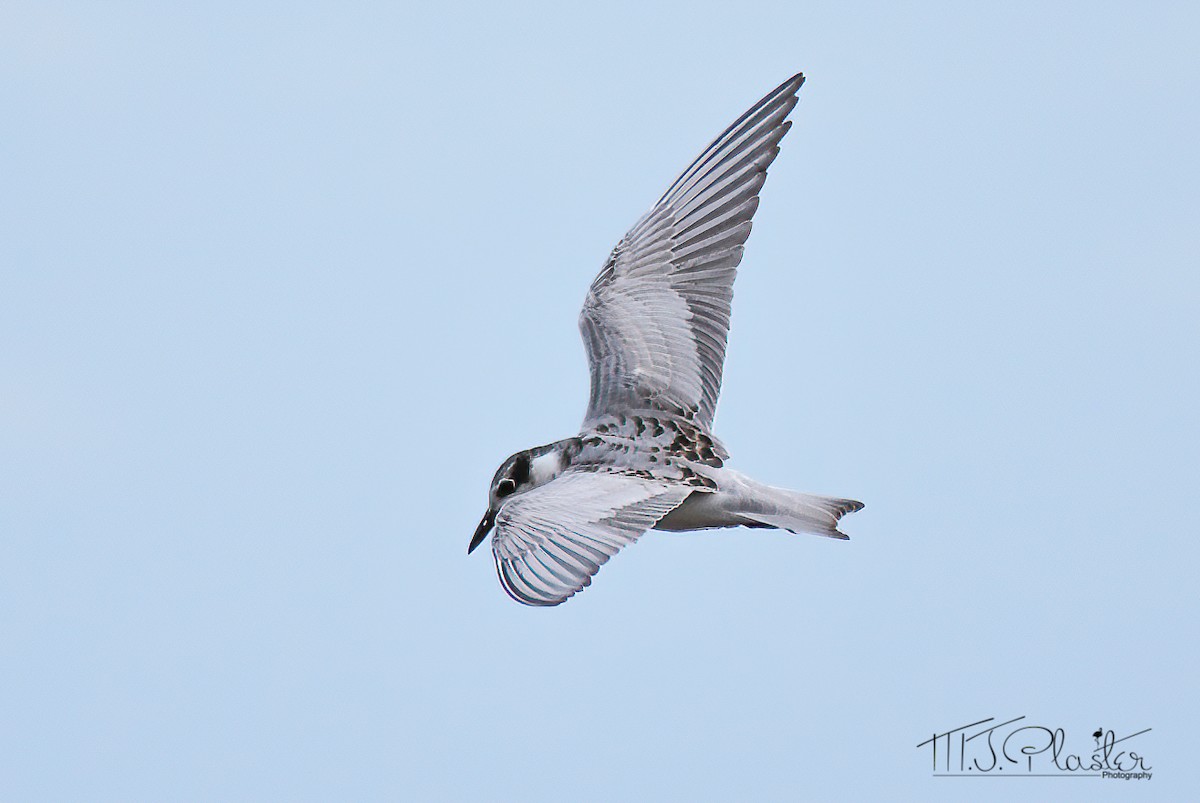 Whiskered Tern - ML303917361