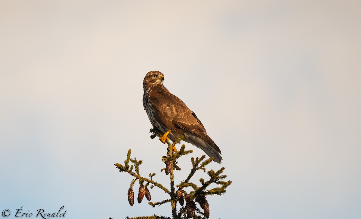 Канюк звичайний (підвид buteo) - ML303919851