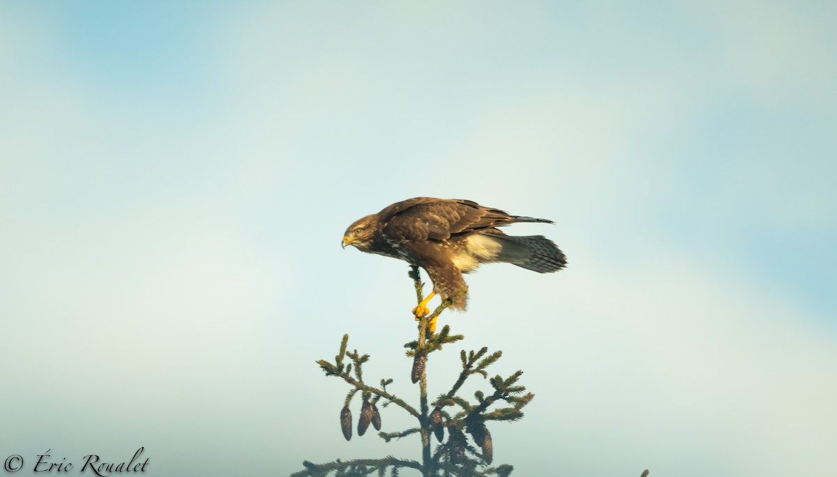 Канюк звичайний (підвид buteo) - ML303919861