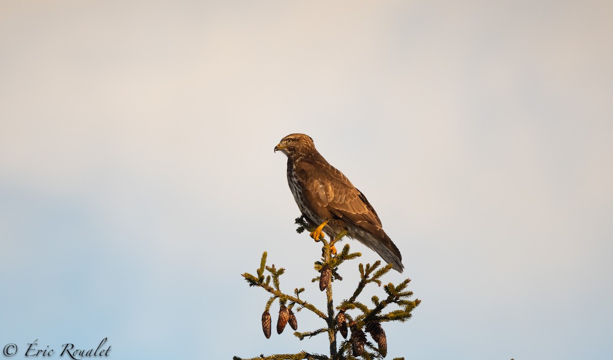 Common Buzzard (Western) - ML303919871