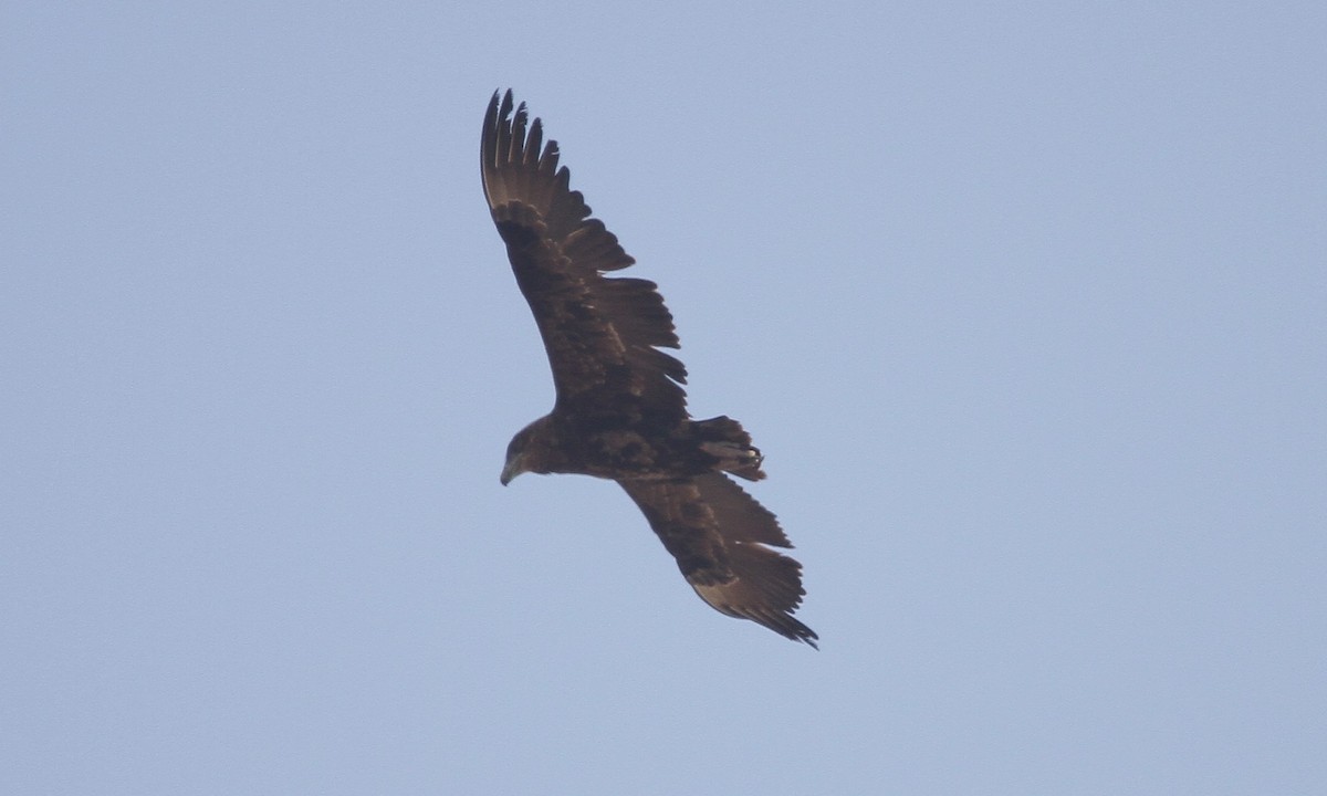Bateleur - ML303919901