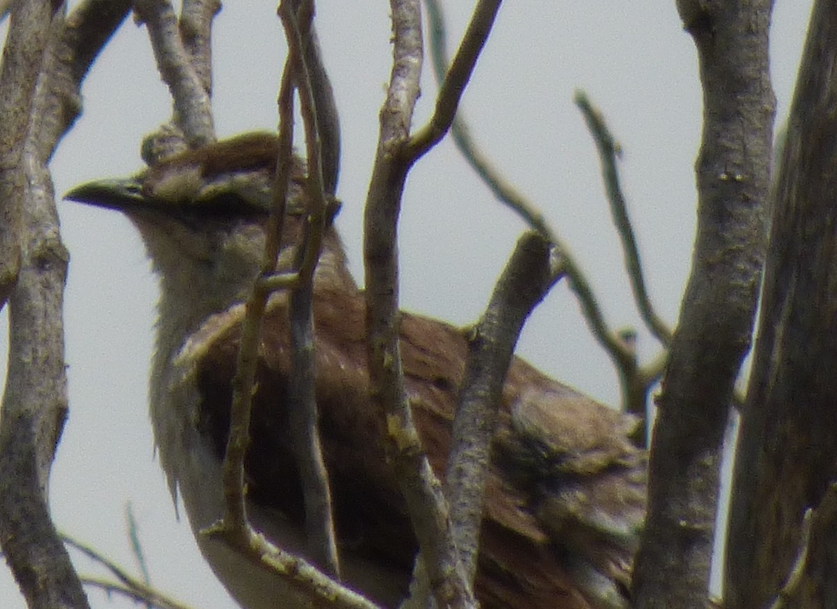 Chalk-browed Mockingbird - ML303920451