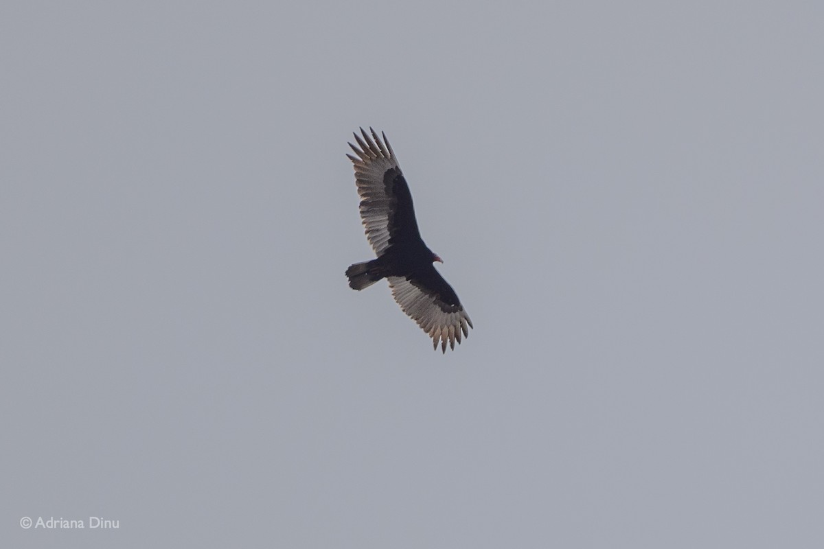 Turkey Vulture - ML303920461