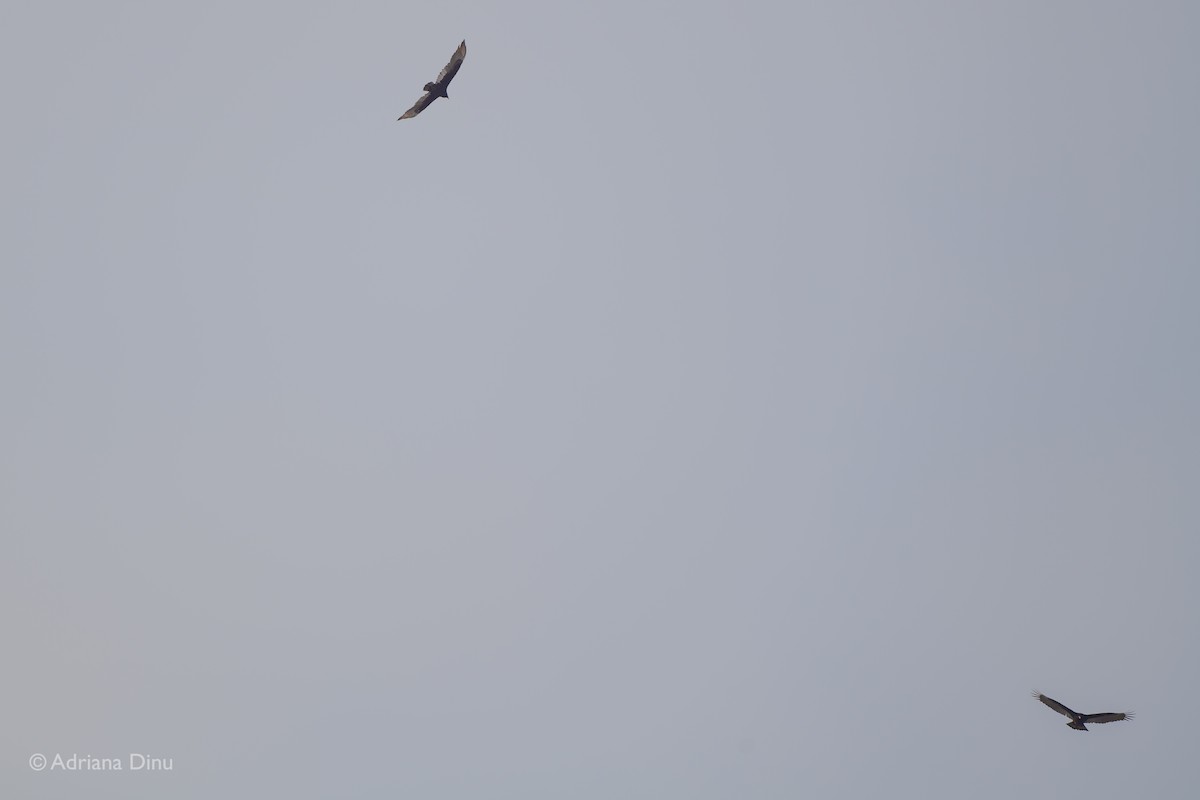 Turkey Vulture - ML303920511