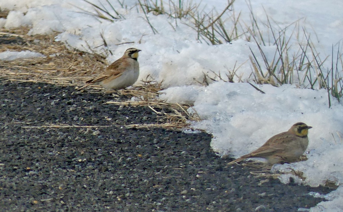 Horned Lark - Jim Goehring