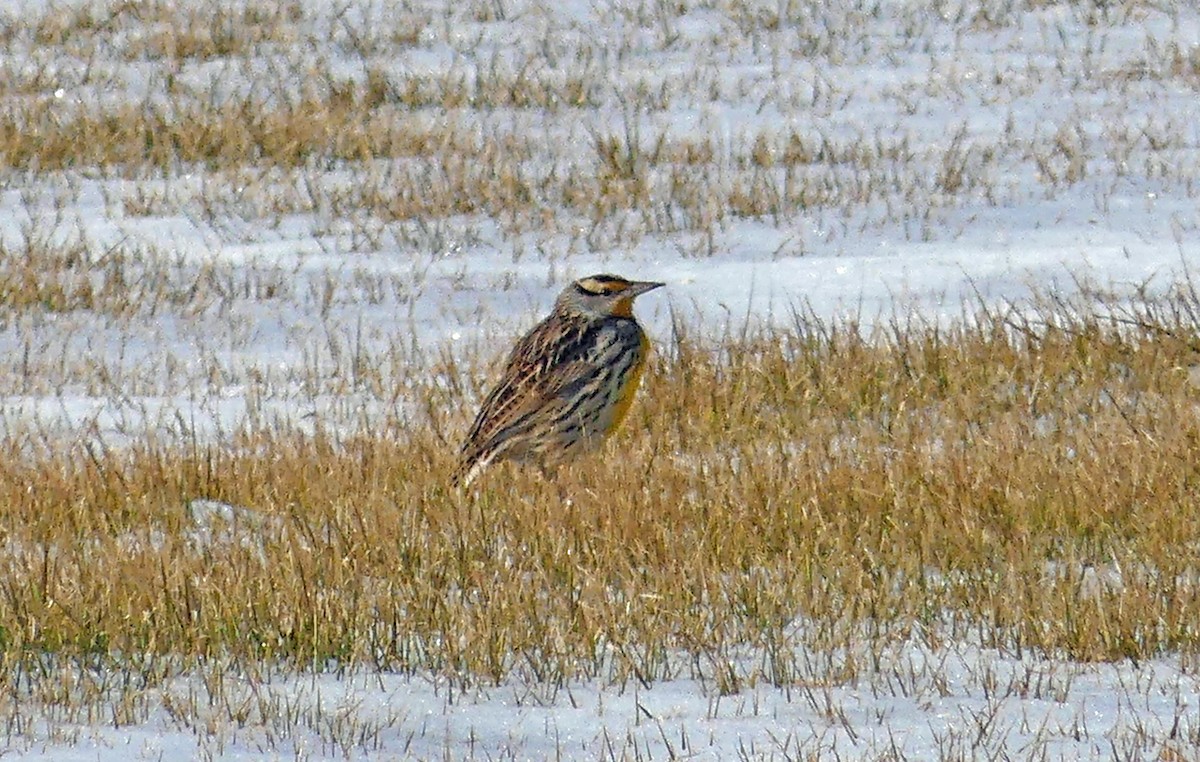 Eastern Meadowlark - Jim Goehring