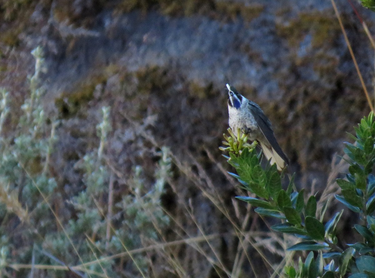 Blue-bearded Helmetcrest - ML303925141