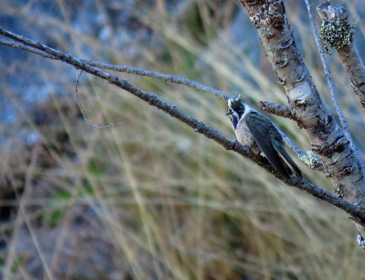 Blue-bearded Helmetcrest - ML303925151