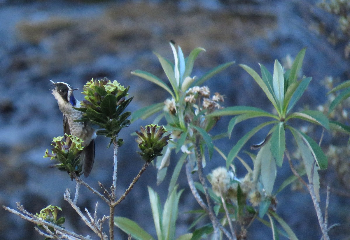 Blue-bearded Helmetcrest - ML303925161