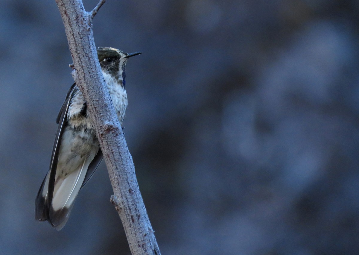 Blue-bearded Helmetcrest - ML303925171