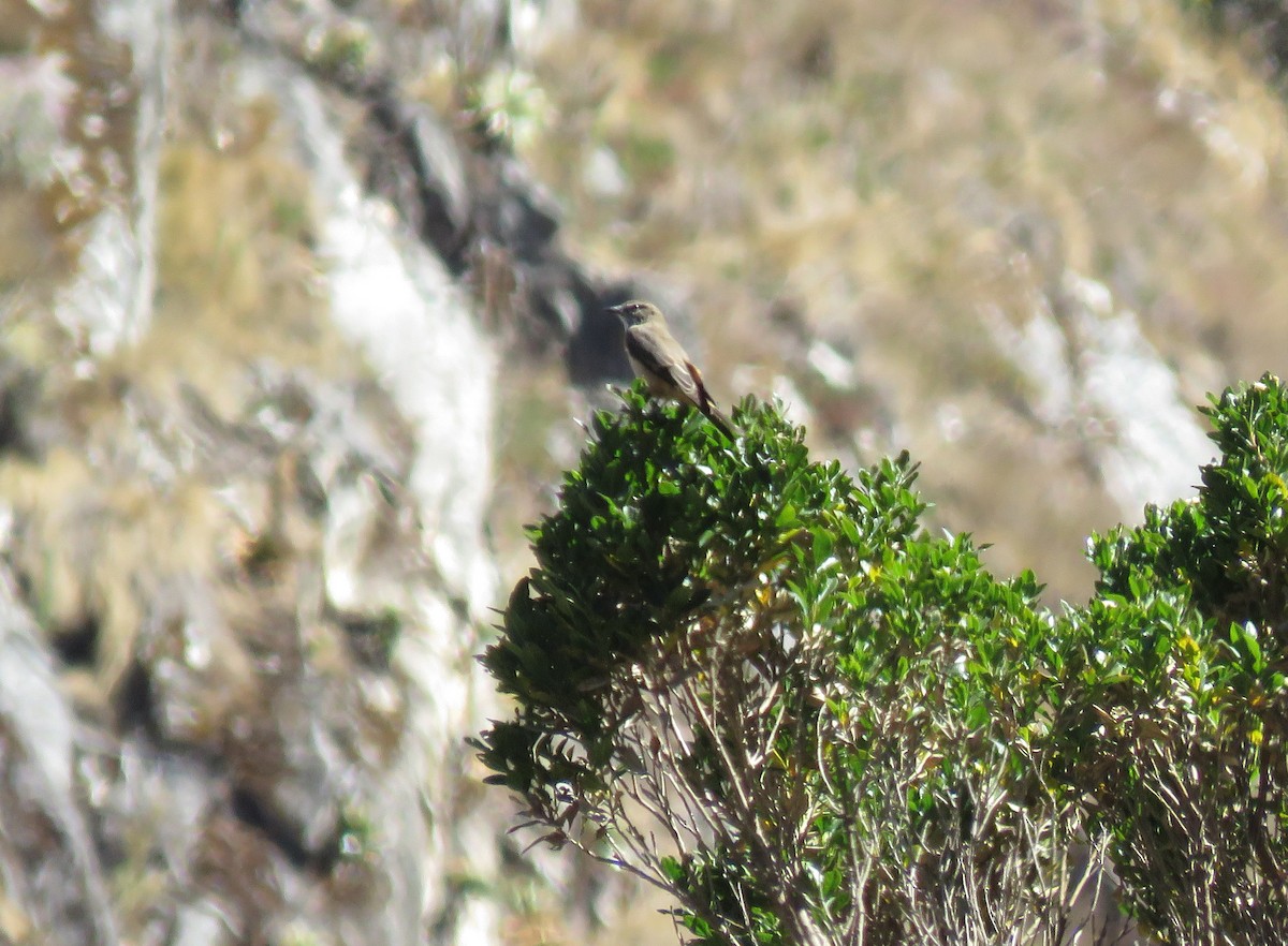 Streak-throated Bush-Tyrant - ML303925241