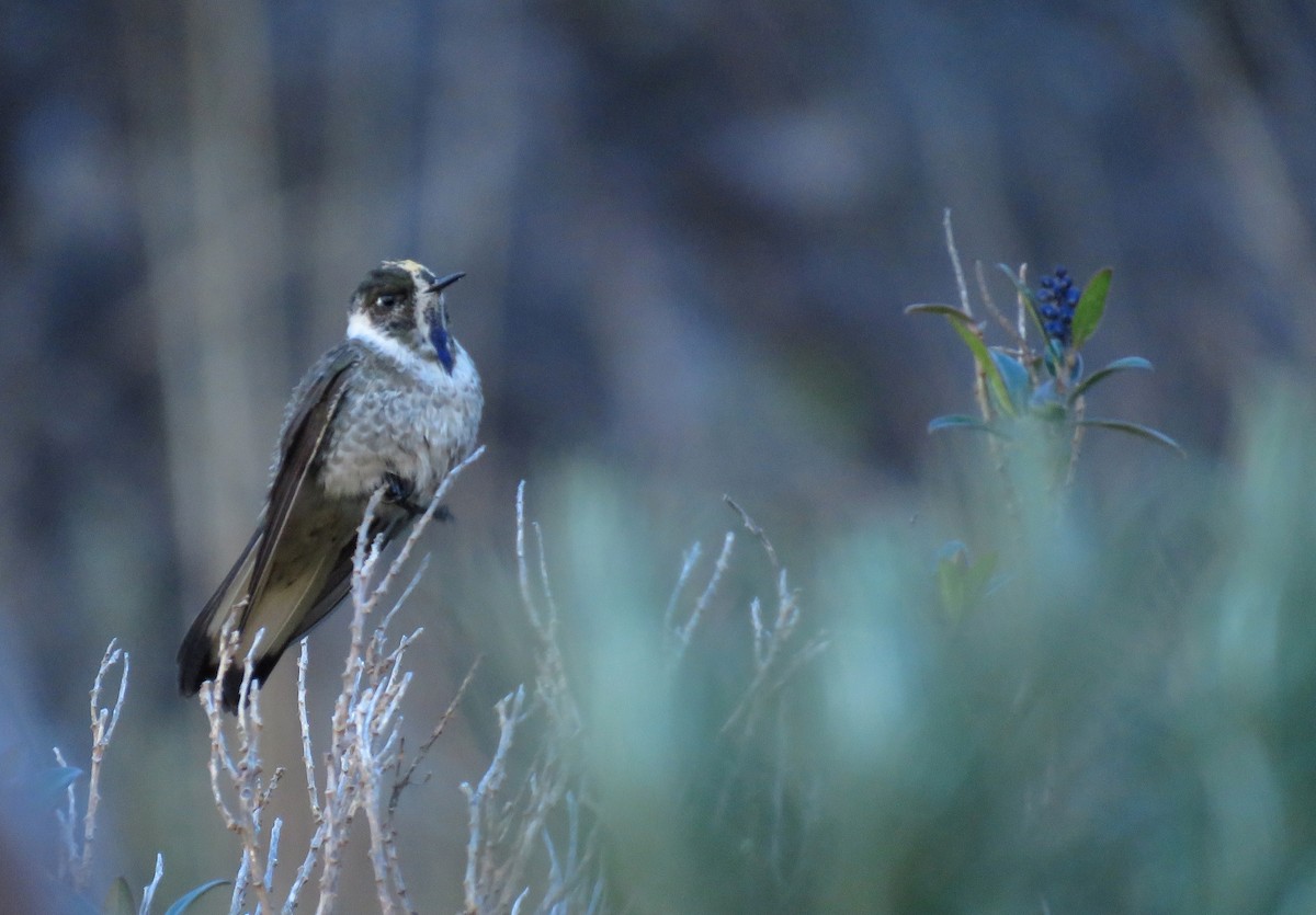 Blue-bearded Helmetcrest - ML303925261