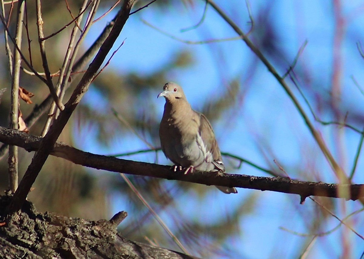 White-winged Dove - ML303925781