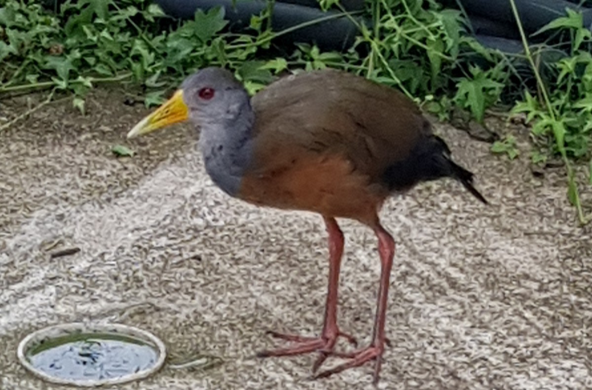 Gray-cowled Wood-Rail - ML303927041