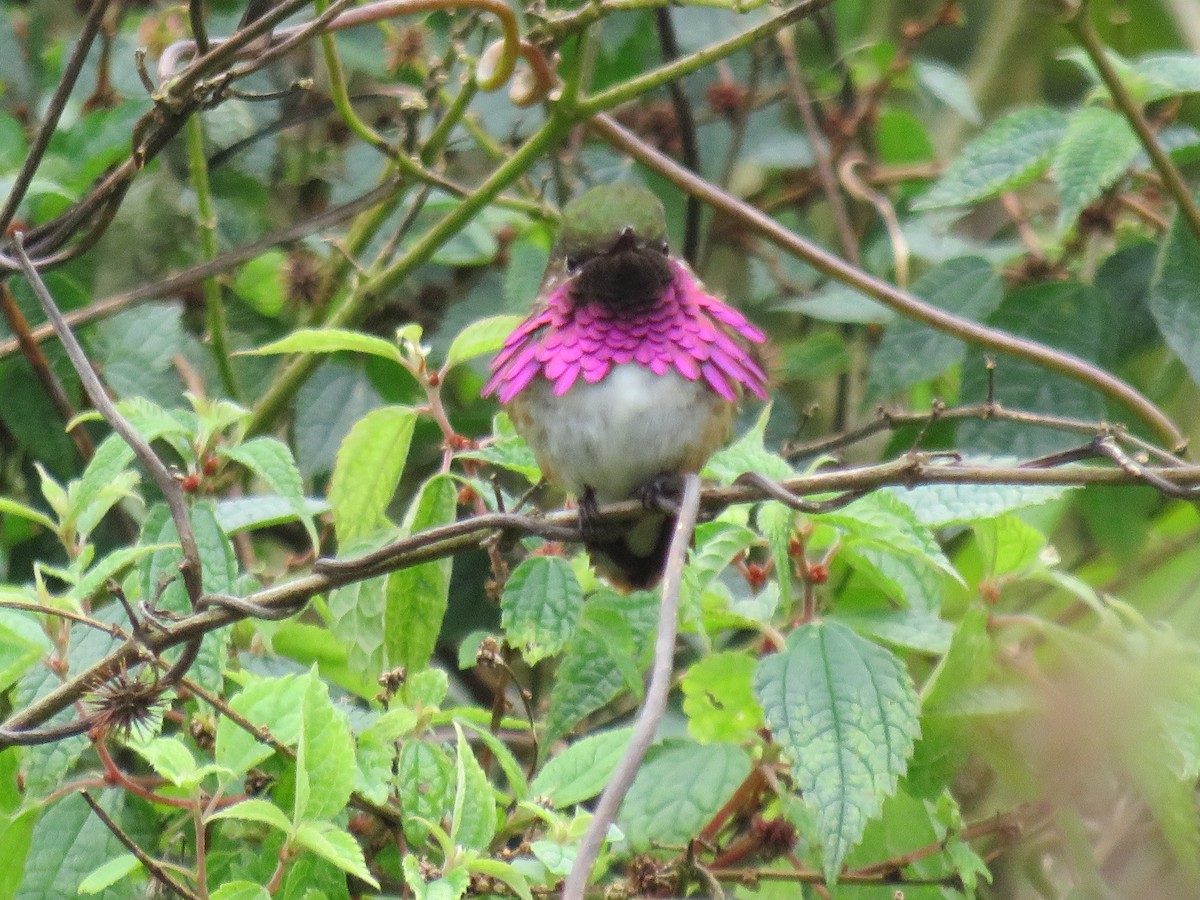 Wine-throated Hummingbird - ML303928621